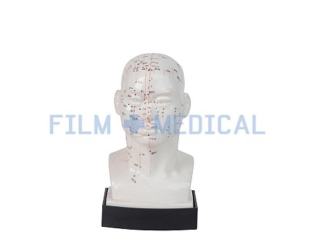 Acupuncture Model  of Head